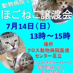 【7/14（日）】ねこに優しい動物病院でのほごねこ譲渡会
