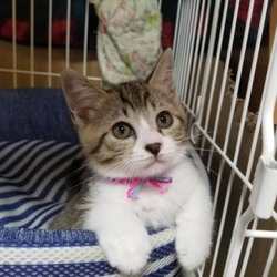 【7/14（日）】ねこに優しい動物病院でのほごねこ譲渡会 サムネイル2