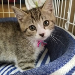 【7/14（日）】ねこに優しい動物病院でのほごねこ譲渡会 サムネイル3