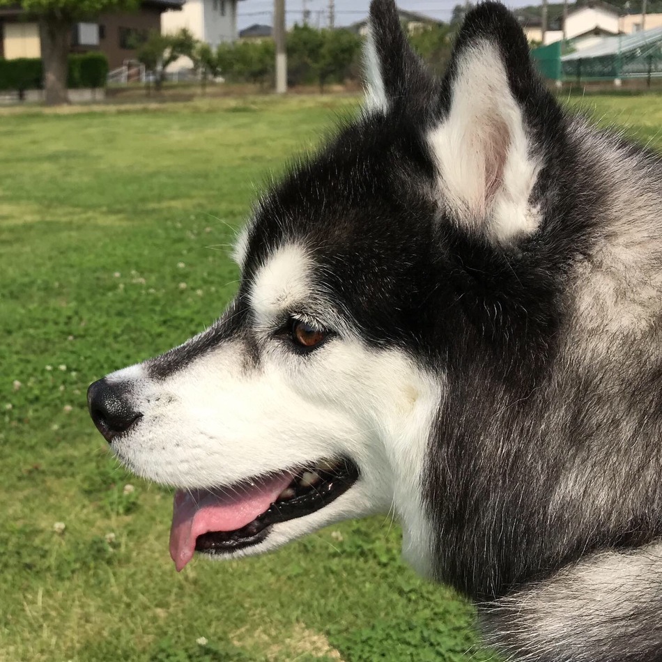 くう太のカバー写真