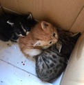 【緊急】子猫里親募集 生後2週間 3匹兄弟