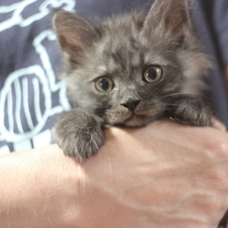 ふわふわ子猫シュナ君