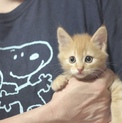 茶トラ子猫 ライオン丸