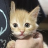 茶トラ子猫 ライオン丸 サムネイル2