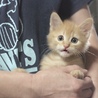 茶トラ子猫 ライオン丸 サムネイル3