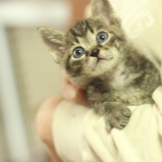 美しいキジトラ子猫 キージー君