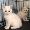 ☆白猫の女の子メレンゲちゃん２ヶ月〜☆