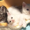 ☆白猫の女の子メレンゲちゃん２ヶ月〜☆ サムネイル2