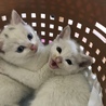 ☆白猫の女の子メレンゲちゃん２ヶ月〜☆ サムネイル3