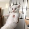 ☆白猫の女の子メレンゲちゃん２ヶ月〜☆ サムネイル4