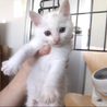 ☆白猫の女の子メレンゲちゃん２ヶ月〜☆ サムネイル5