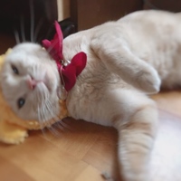 百田
