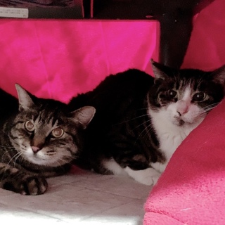 緊急！横浜から新しい家族を探しています。