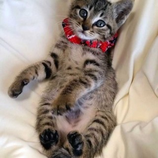 人馴れ抜群、遊び好きなわんばく子猫です=^_^=