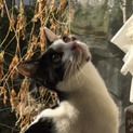 長いしっぽをピンと立てて歩く甘えん坊のイケメン猫
