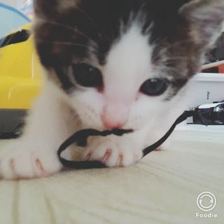 子猫の里親