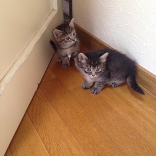 保護猫に赤ちゃんが産まれました！