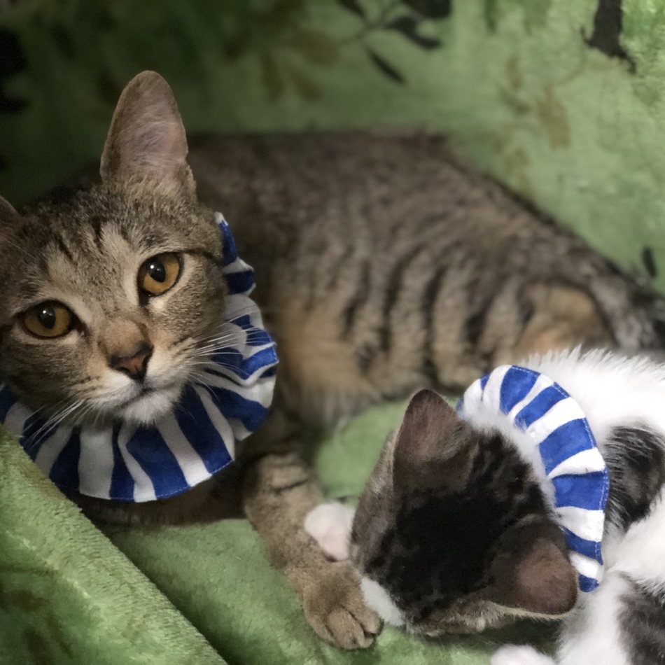 ひじきのカバー写真