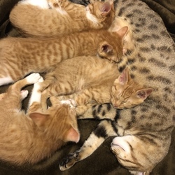 子猫たち