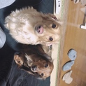 多頭飼い出来る方