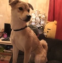 やんちゃで元気な柴犬ミックス♀