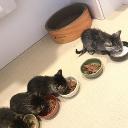 見に来てください