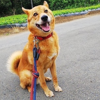 明るく穏やかな中型犬の男の子★コタロウくん♪