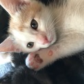 生後2ヶ月の、三毛猫の女の子です！