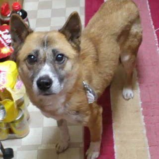 食いしん坊の甘えん坊病気に負けないシニアめだか