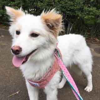 甘えん坊で食いしん坊小ぶりで可愛い子犬フィナンシェ