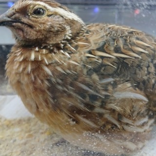 ありがとうございました！