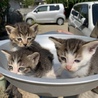 猫屋爺