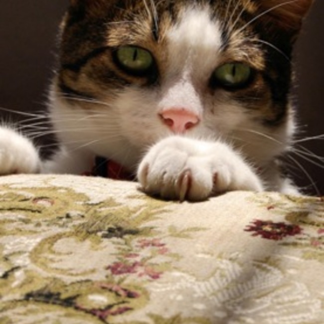 猫屋爺のカバー写真