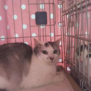 正式譲渡♥地域猫レスキュー♥花