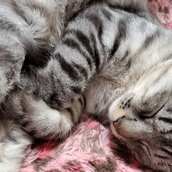 今日は早起きして動物病院に↗️