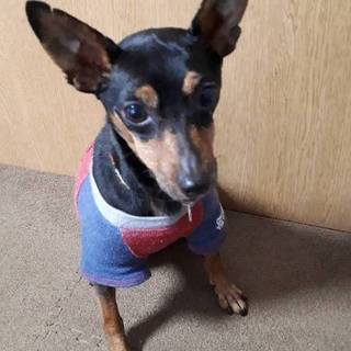 ミニピン♂寅次郎　預かり日記あり