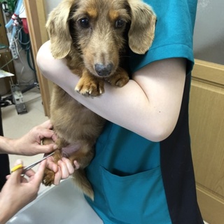 ダックス 里親様決定です！ありがとうございました！