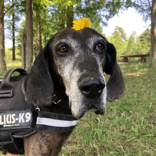 マイペースなバイロンの新しい家族を探してます‼️