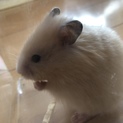 キンクマ長毛サテン♀ 里親さん募集