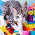 可愛い子猫の里親さん募集