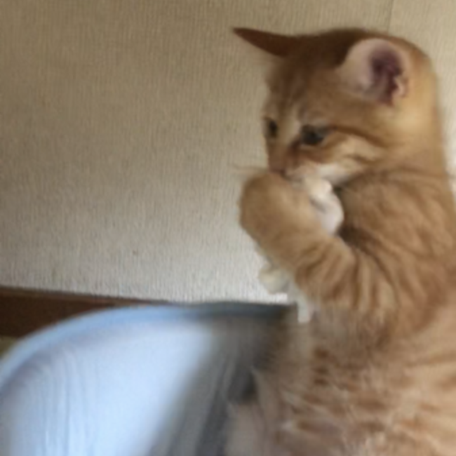 ゆきのあゆのカバー写真