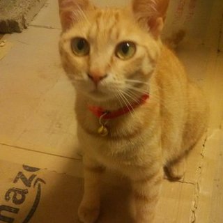 茶トラ　女の子　3,8㎏　ちゃこちゃん