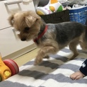 甘えん坊なハクちゃん