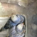 セキセイインコのヒナです