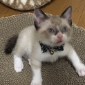 トライアルに付き募集一旦中止‼︎  人懐こい男の子