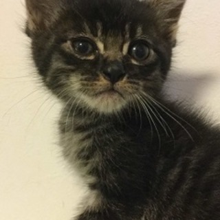 ５週間　キジトラ　クレオくん