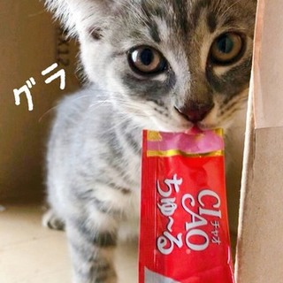 成長楽しみなサバトラくんです！