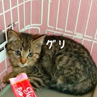可愛いキジトラちゃん！