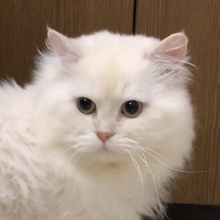 ふさもふチンチラ男の子