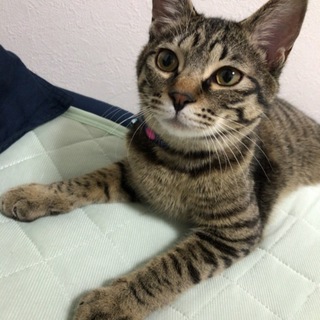 人懐っこいキジトラです